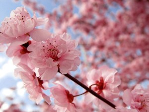 cherry_blossom